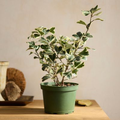 Variegated Triangle Ficus Plant