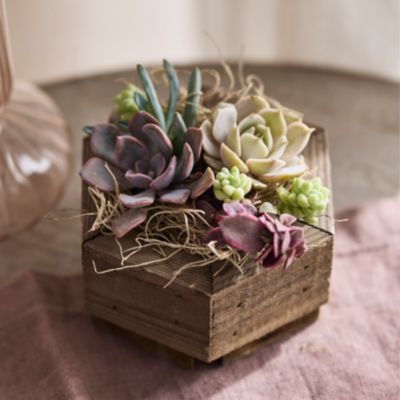 Hexagon Succulent Planter