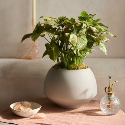Pink Syngonium, Ceramic Planter