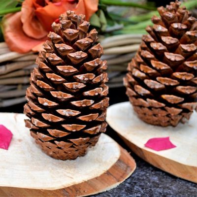 Little Sprouts Workshop: Pine Cone Bird Feeders