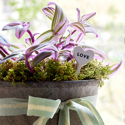 View larger image of Shop the Look: Mother’s Day Gifting—A Sweet Houseplant with Pot