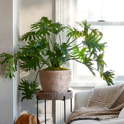 Shop the Look: Philodendron + Fiber Planter