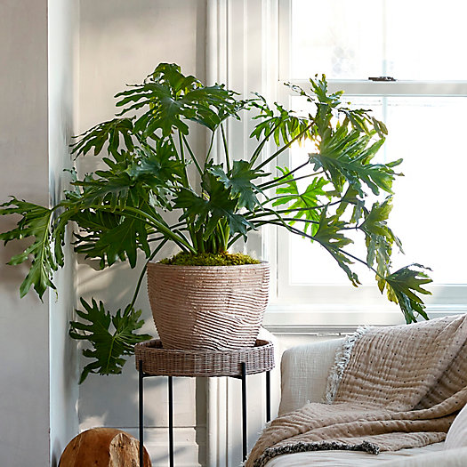 View larger image of Shop the Look: Philodendron + Fiber Planter