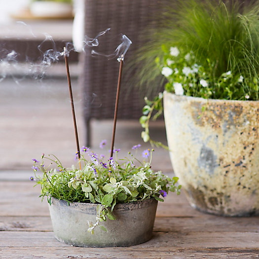 View larger image of Shop the Look: Flyaway Sticks in Earth Fired Planters