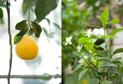 New in the Nursery Patio Citrus Terrain