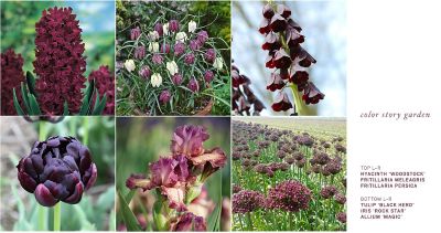 3 Succession Gardens to Plant This Fall Terrain