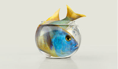 Fish in bowl 