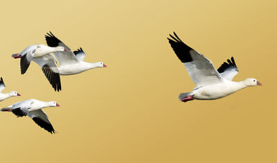 A goose is shown flying ahead of its flock.