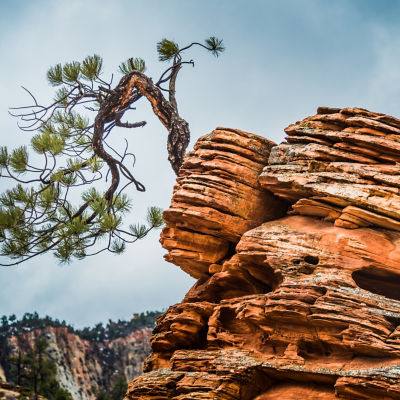 a tree growing from a rockface