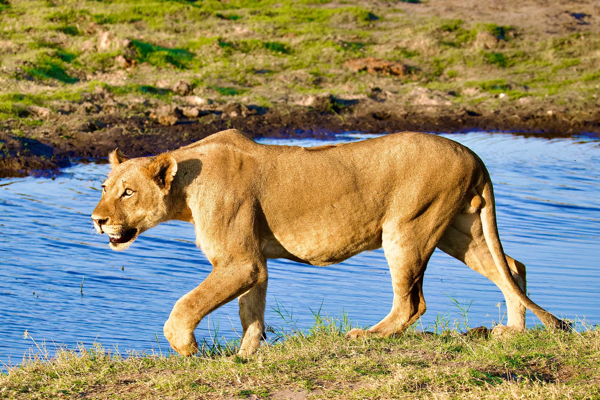 IEO Newsletter December 2025