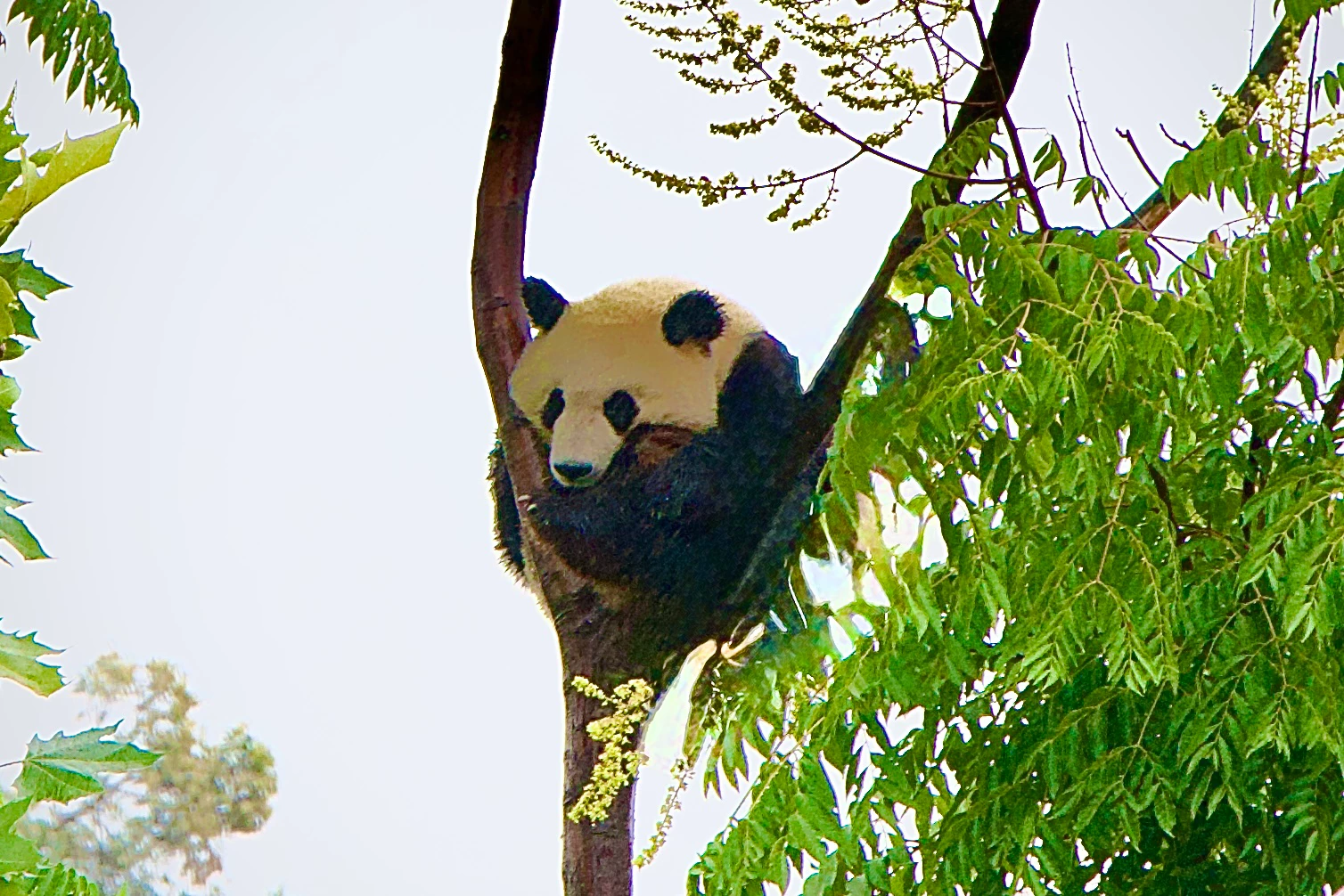 Video: Country-led SDG Evaluations