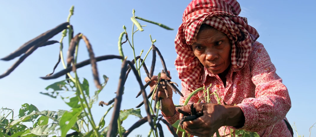 A farmer harvests mung beans in Cambodia's northern province. Chhor Sokunthea / World Bank