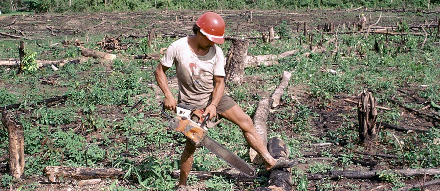 deforestation: Intensive farming of cleared land could save rest of  the rainforest