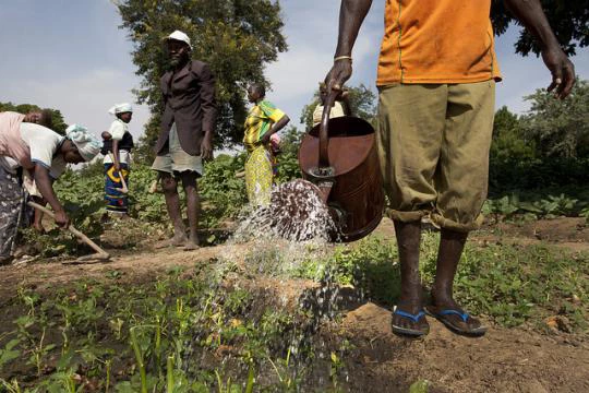 Members of the Cooperative Agriculture Maraicher for Boulbi, nurture their fields of vegetables, as they water and hoe the fields on November 8, 2013 in Kieryaghin village, Burkina Faso. Source - Dominic Chavez/World Bank