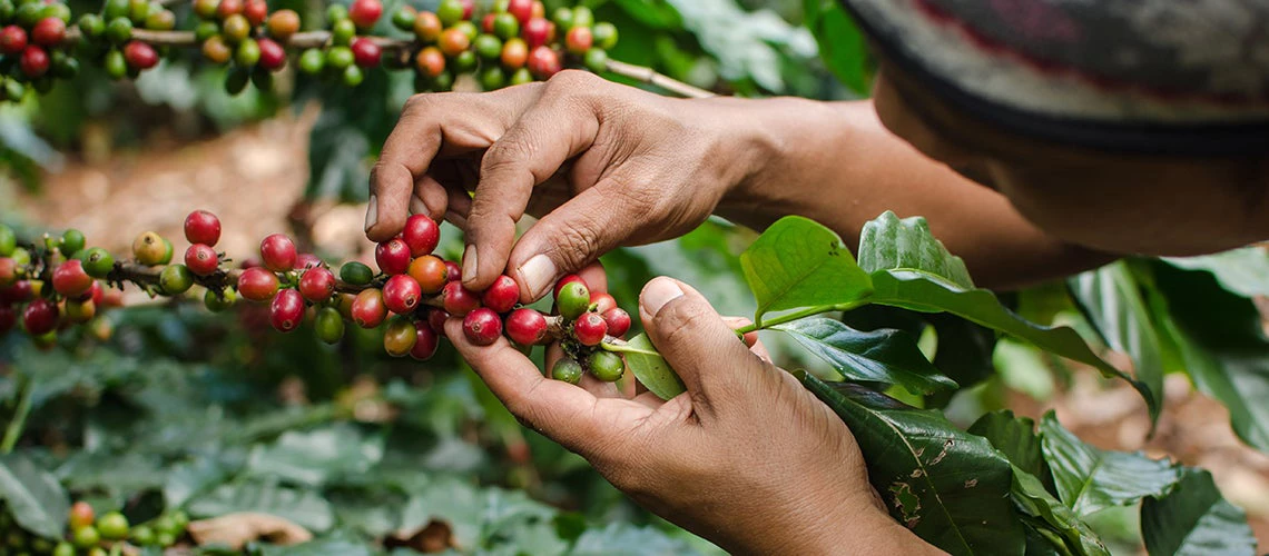 Arabica coffee berries with agriculturist hands