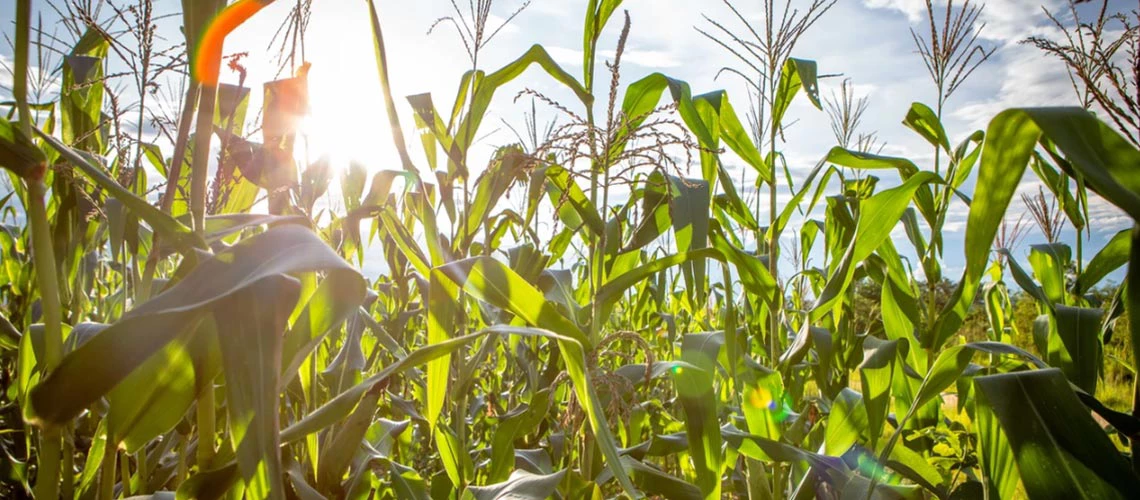 A field of corn in Zambia with the sun in the background 