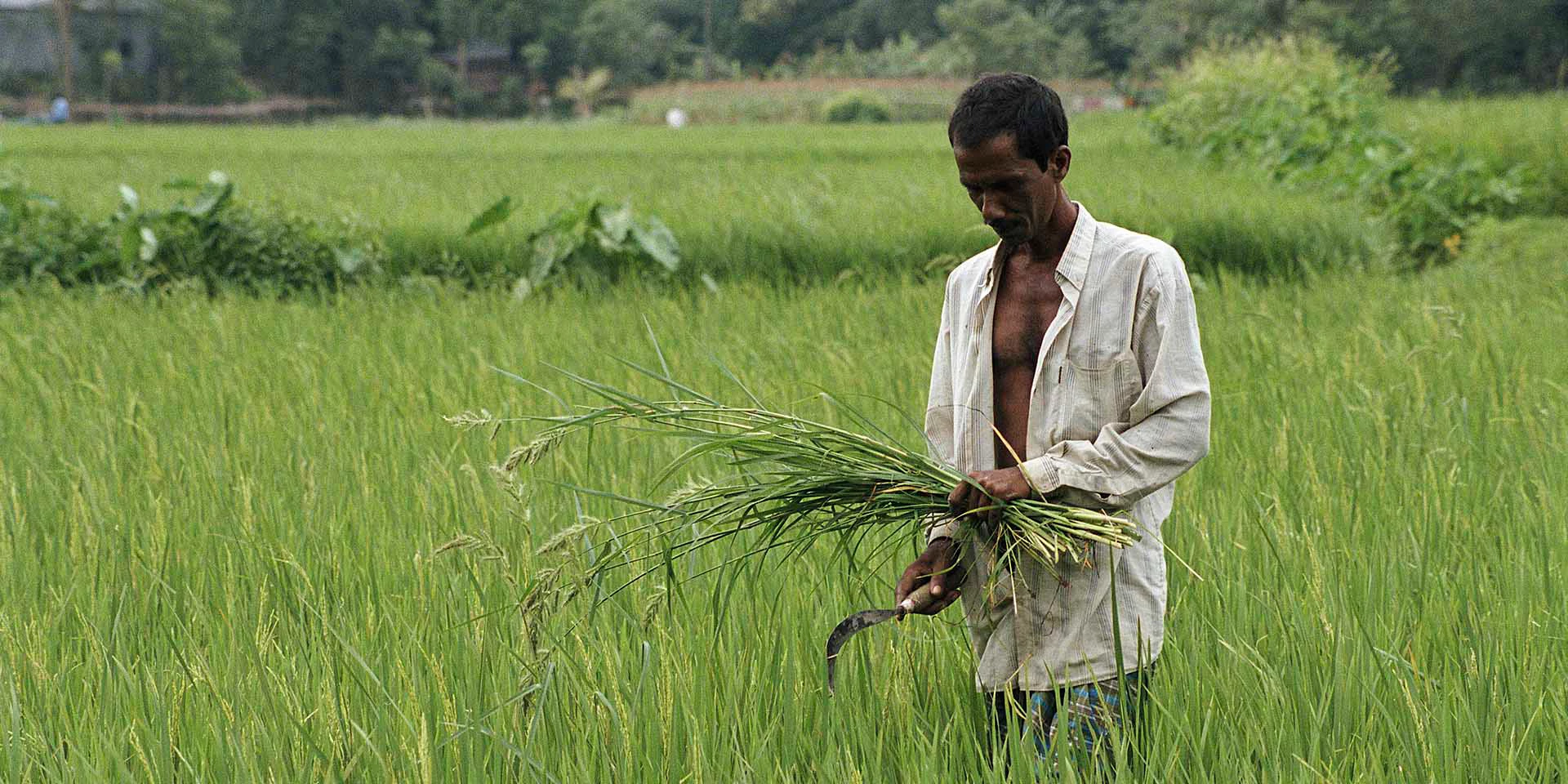 Rice farmer in central Bangladesh. Photo: Scott Wallace/ World Bank