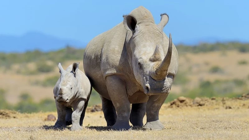 IEO Newsletter April 2024 - New Director