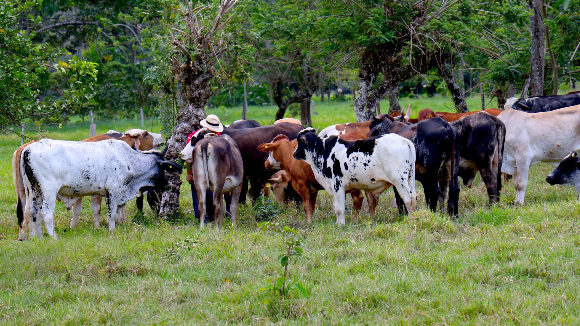  Orinoquía in Colombia. Photo: Jessica Belmont