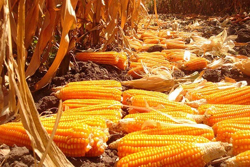 Experimental harvest of provitamin A-enriched orange maize, Zambia, 2010. Photo credit: Flickr @CIMMYT