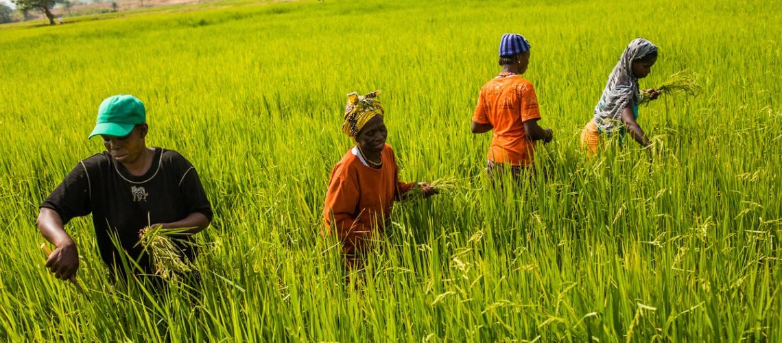 Farmers working in a rice field