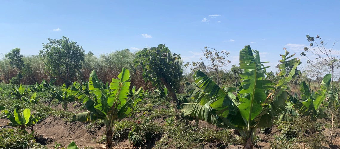 Banana and potato field