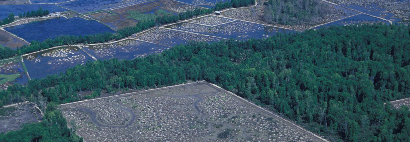 Aerial view of forest and fields. Indonesia