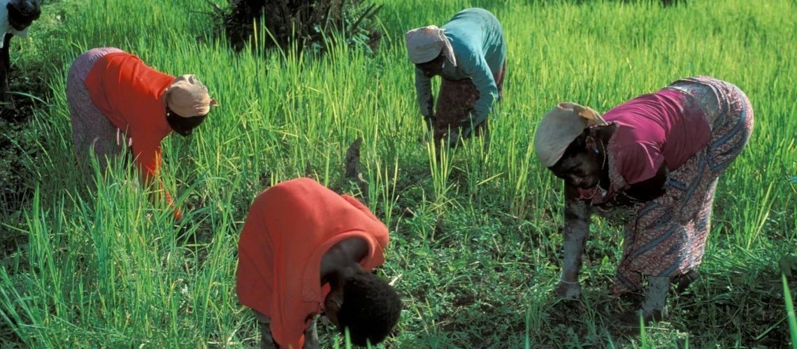 Women in Ghana working on a field. Credit: Flickr/World Bank photo collection