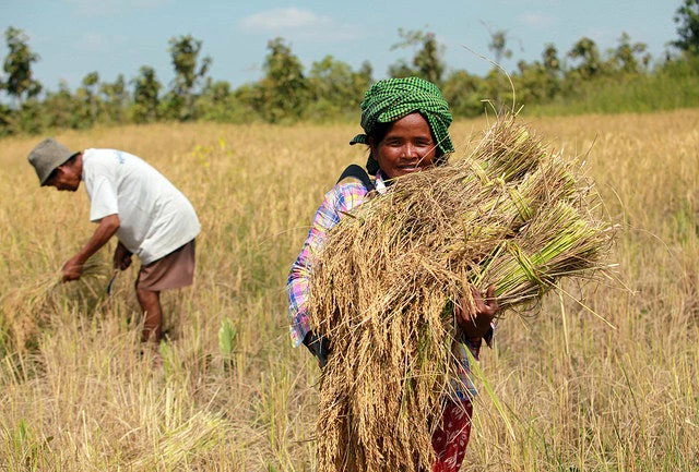 A Cambodian farmer. photo by the World Bank