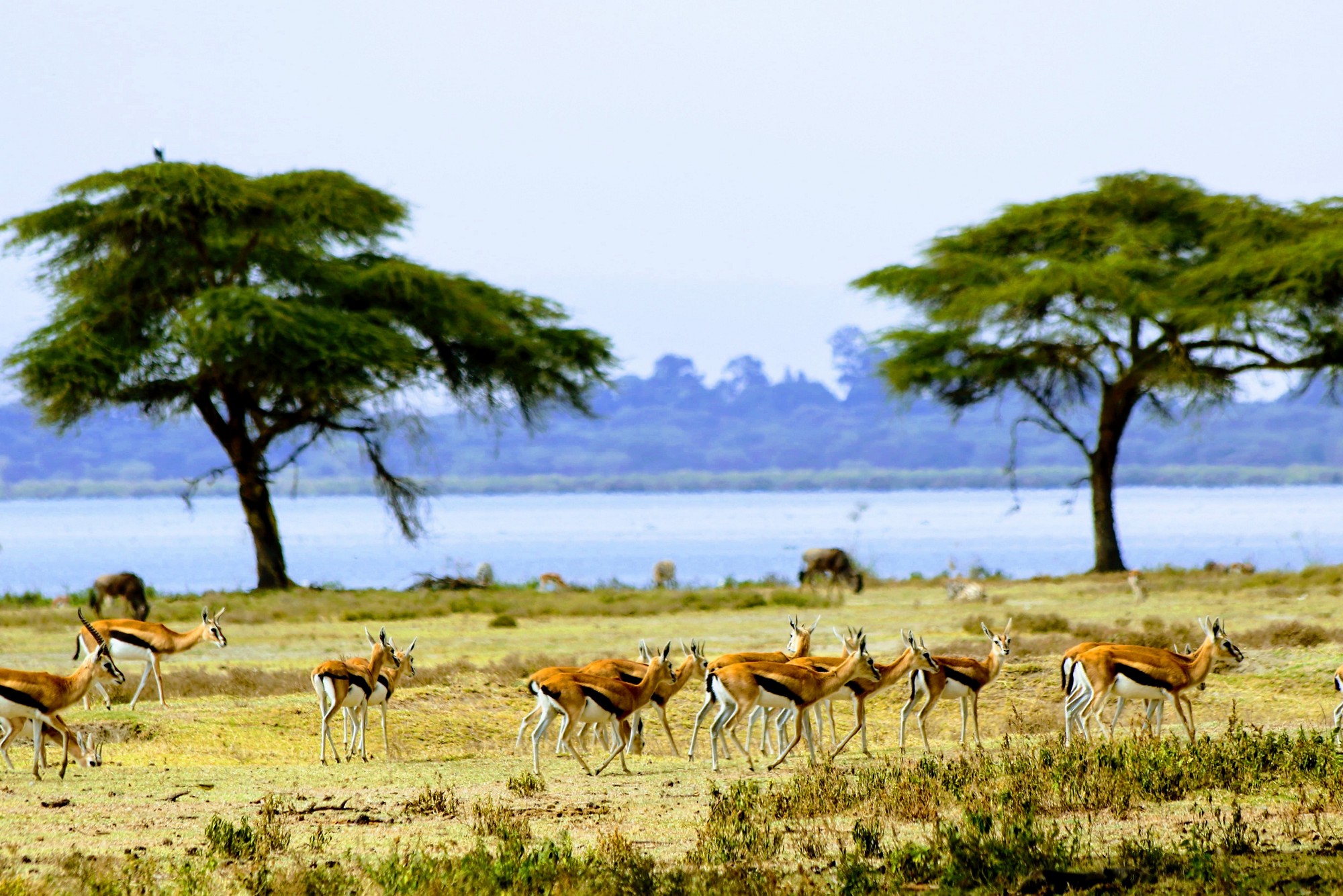 savanna scene