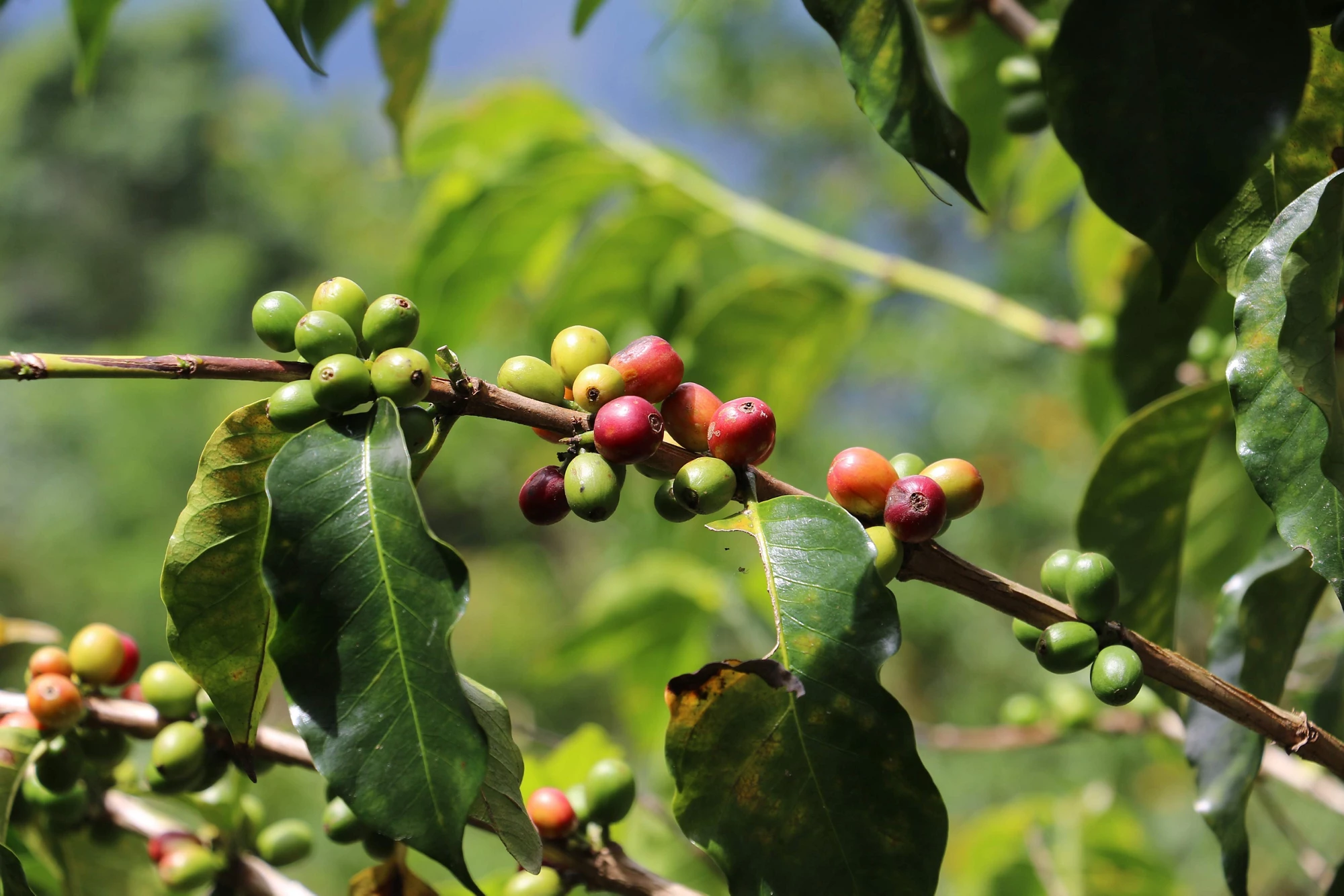 GEF Evaluation Office Ethical Guidelines 2007