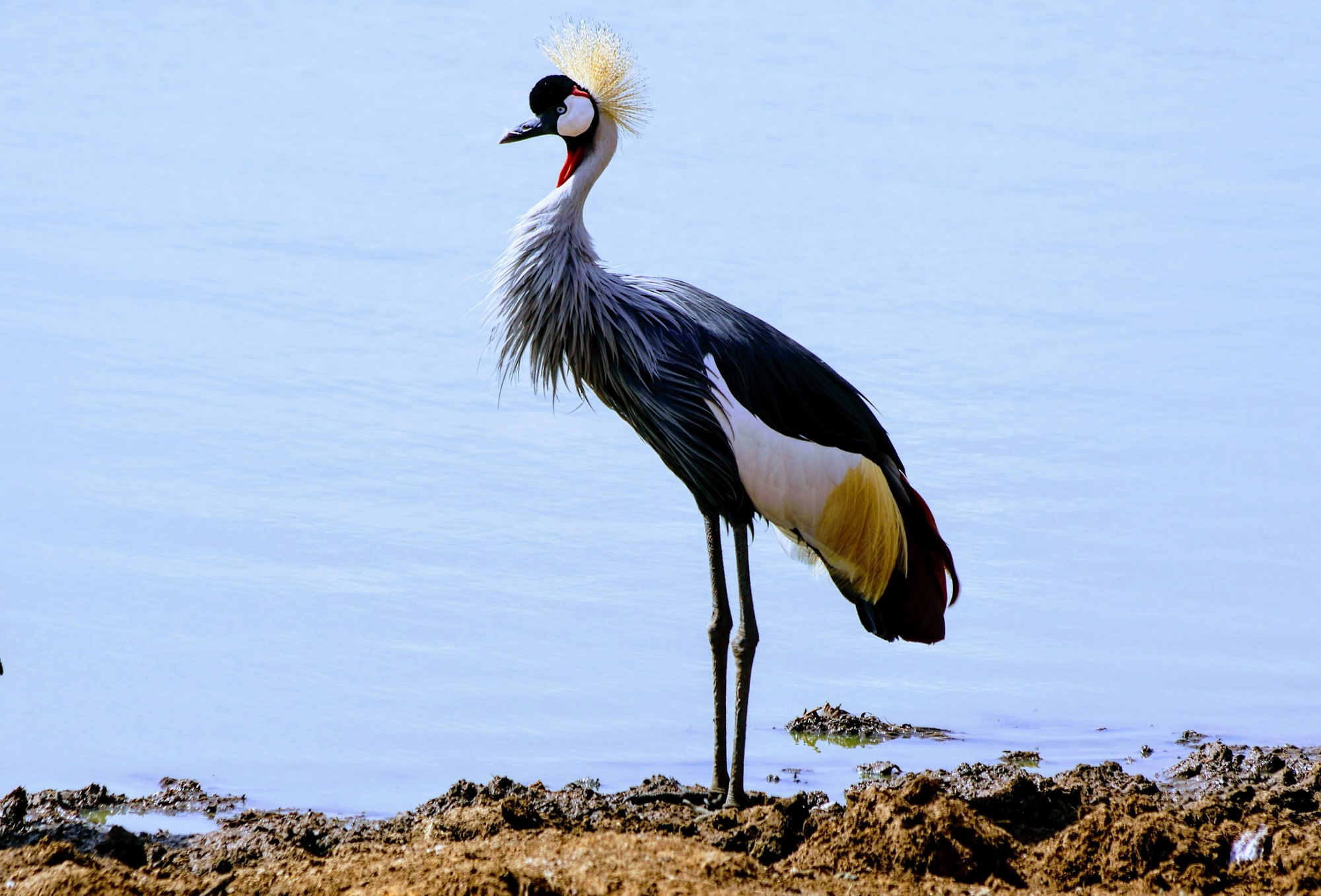 Bird by water