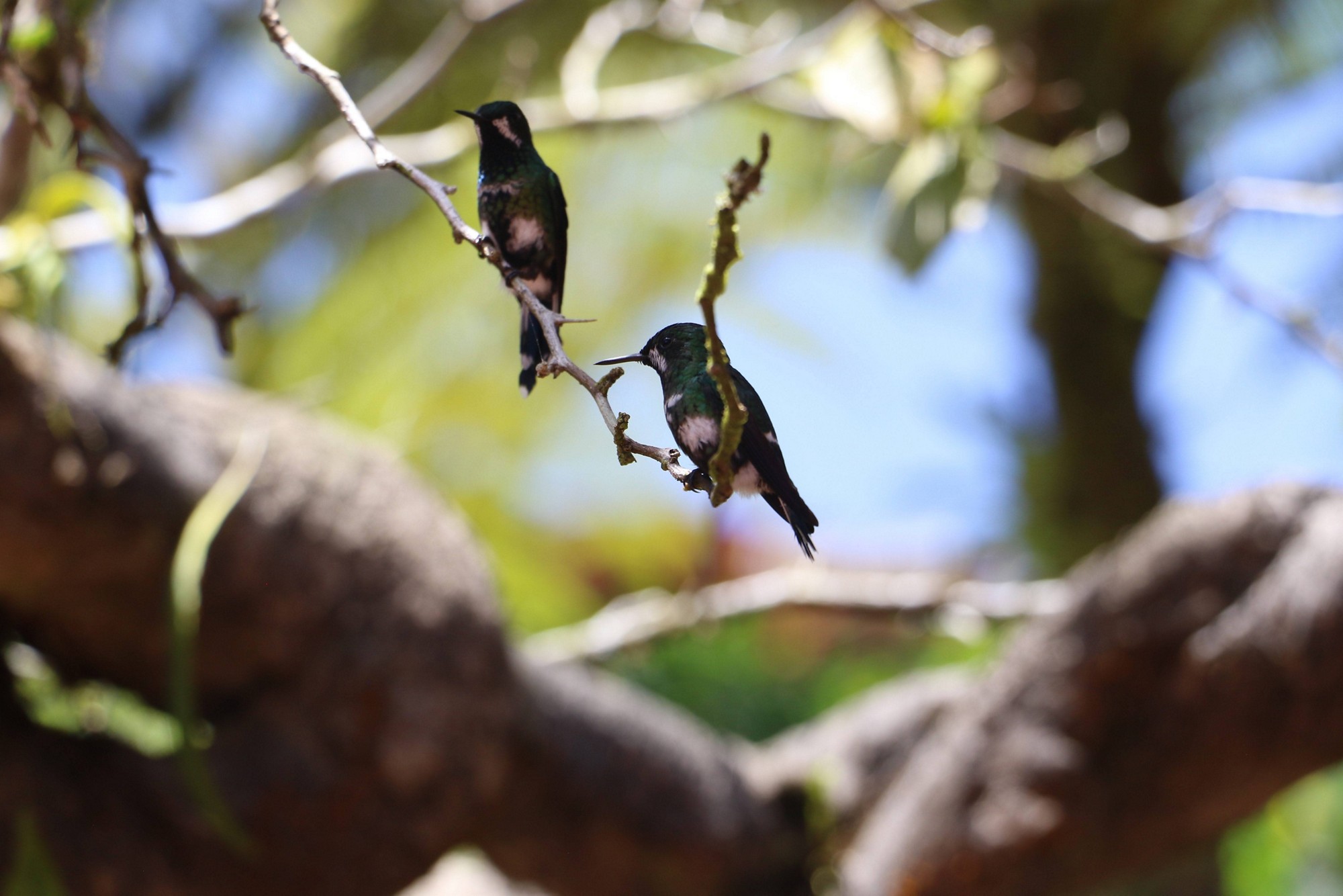 Birds on twig