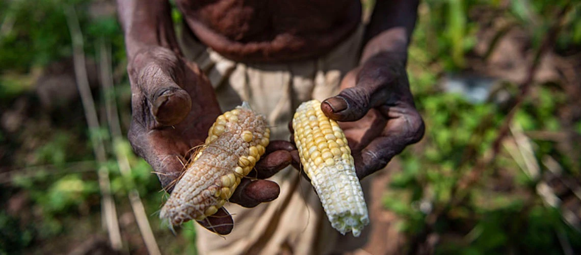 Farmer with corn in his hands