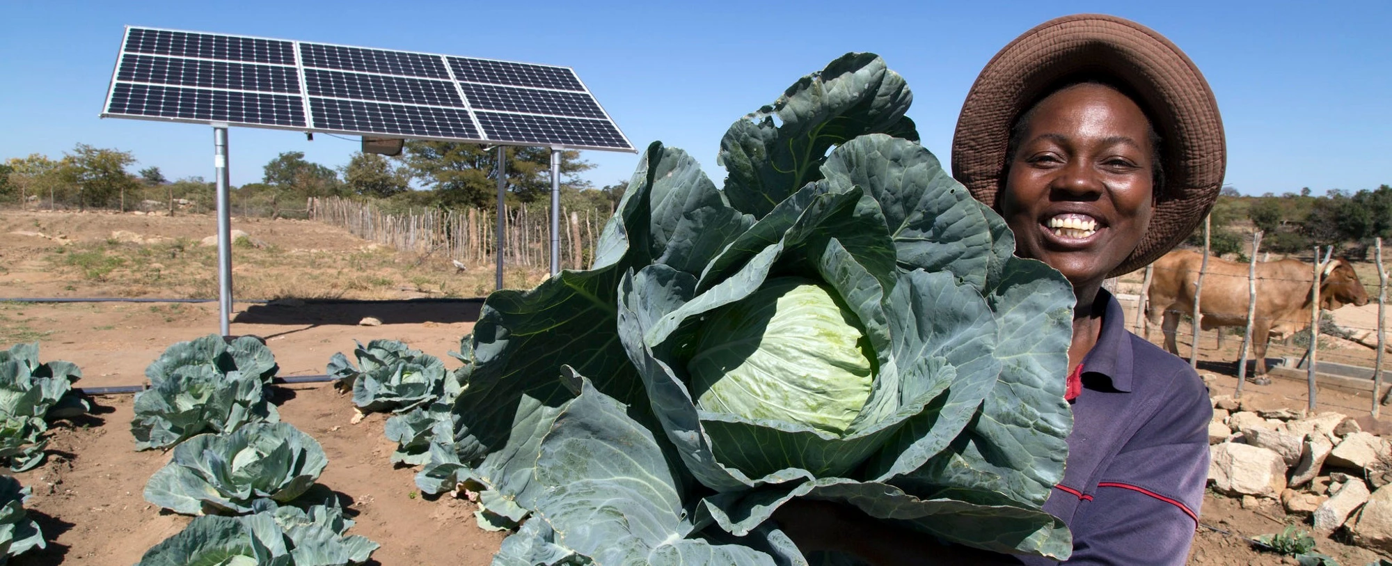 Solar powered irrigation in Zimbabwe. Photo by David Brazier