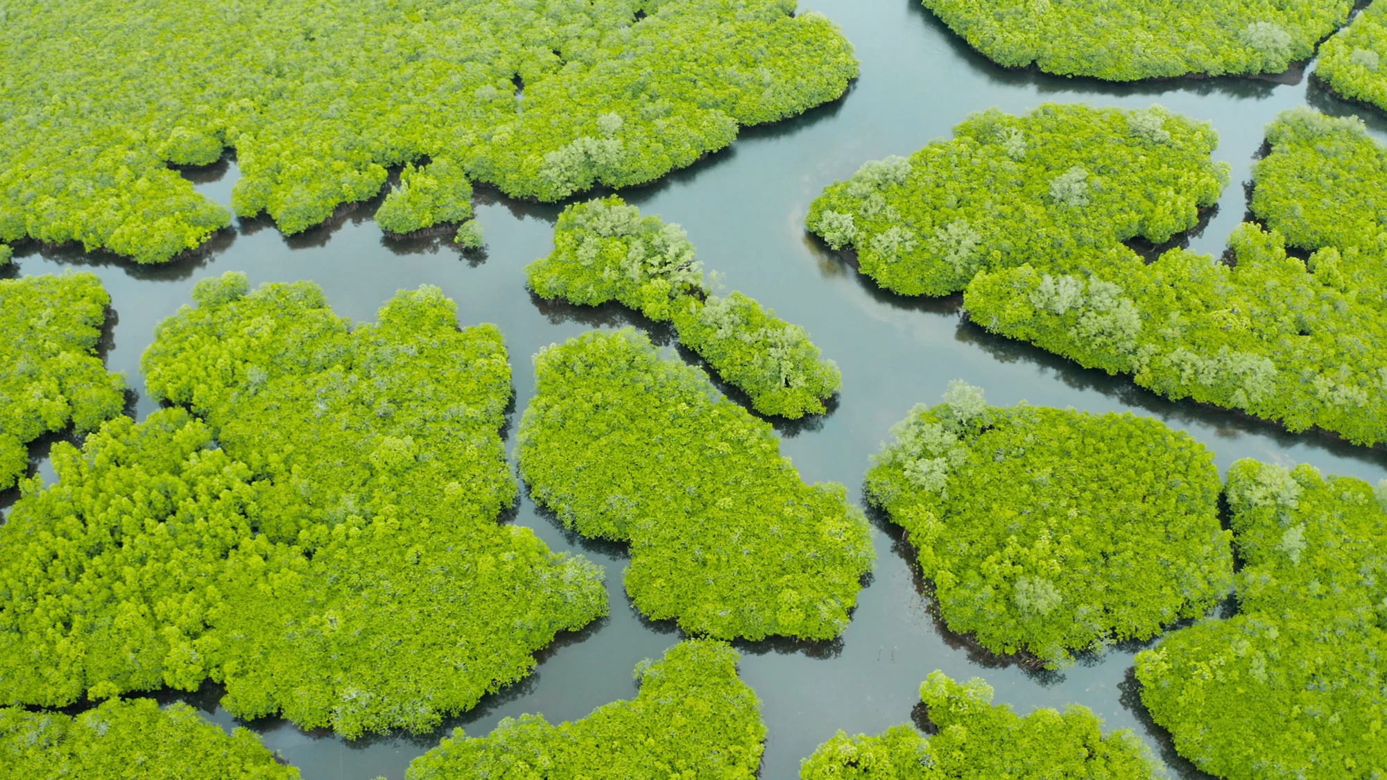 IEO Newsletter June 2025