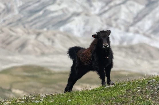 A baby yak, locally called 'Yura' in  takes a stretch in Upper Mustang. Photo: Jampa Phunchok 