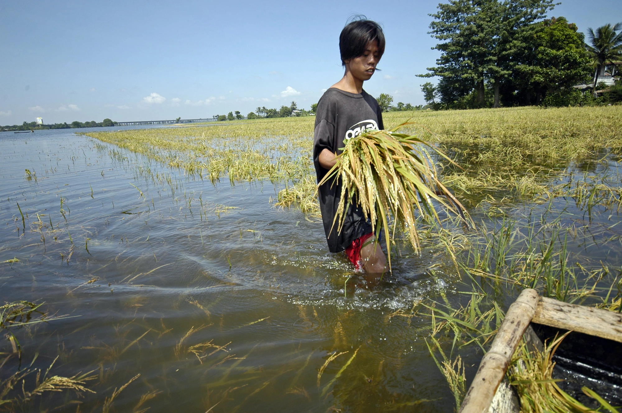 Hombre caminando por un campo de arroz inundado. © Nonie Reyes/World Bank