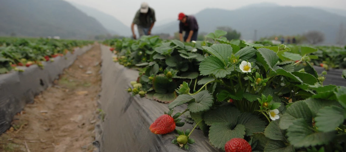 Cultivating youth-led agriculture solutions