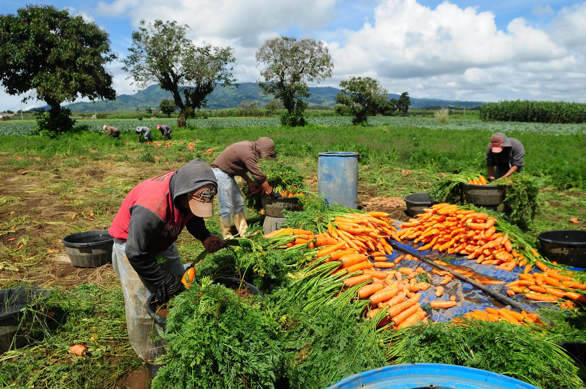 PAMRA has ensured that agricultural marketing continues without comprising safety during the COVID-19 outbreak.