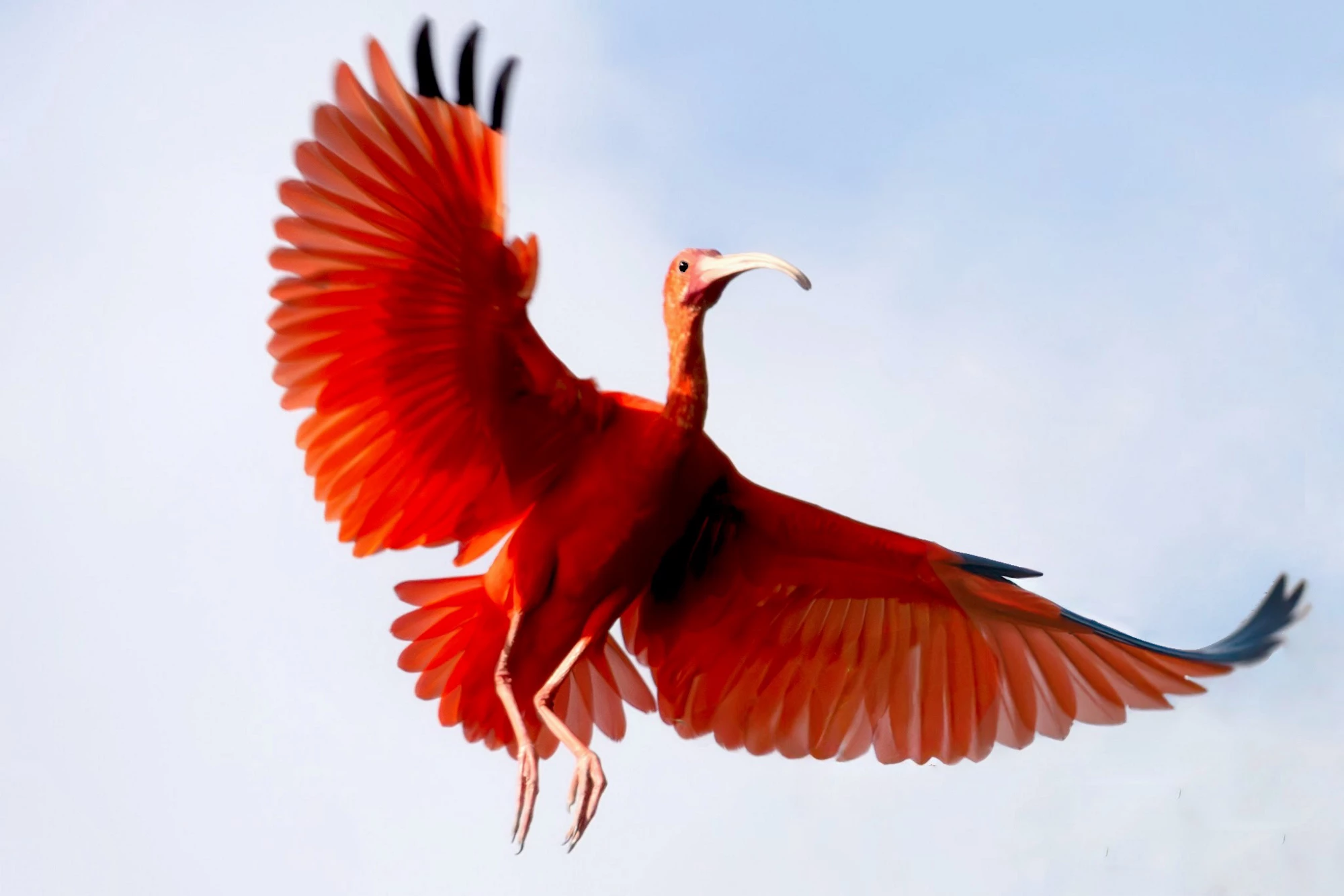 IEO Newsletter June 2023