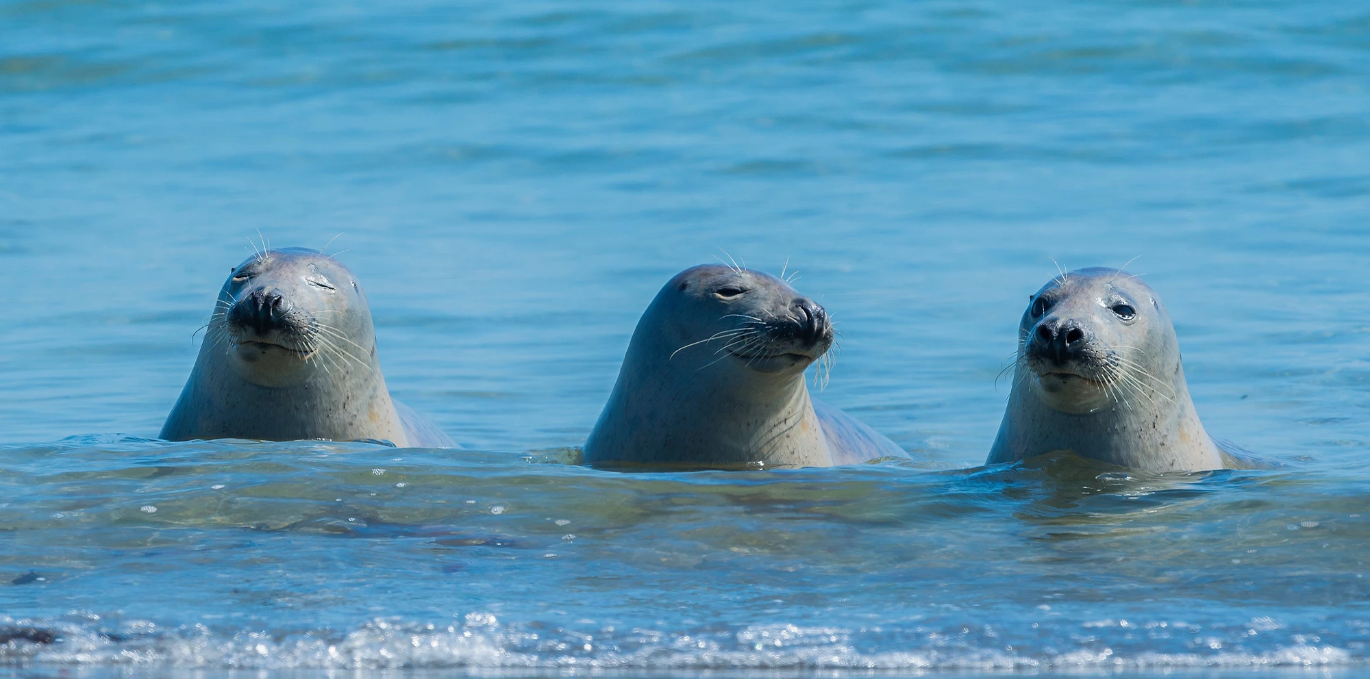 seals on a beach - Helgoland, Germany