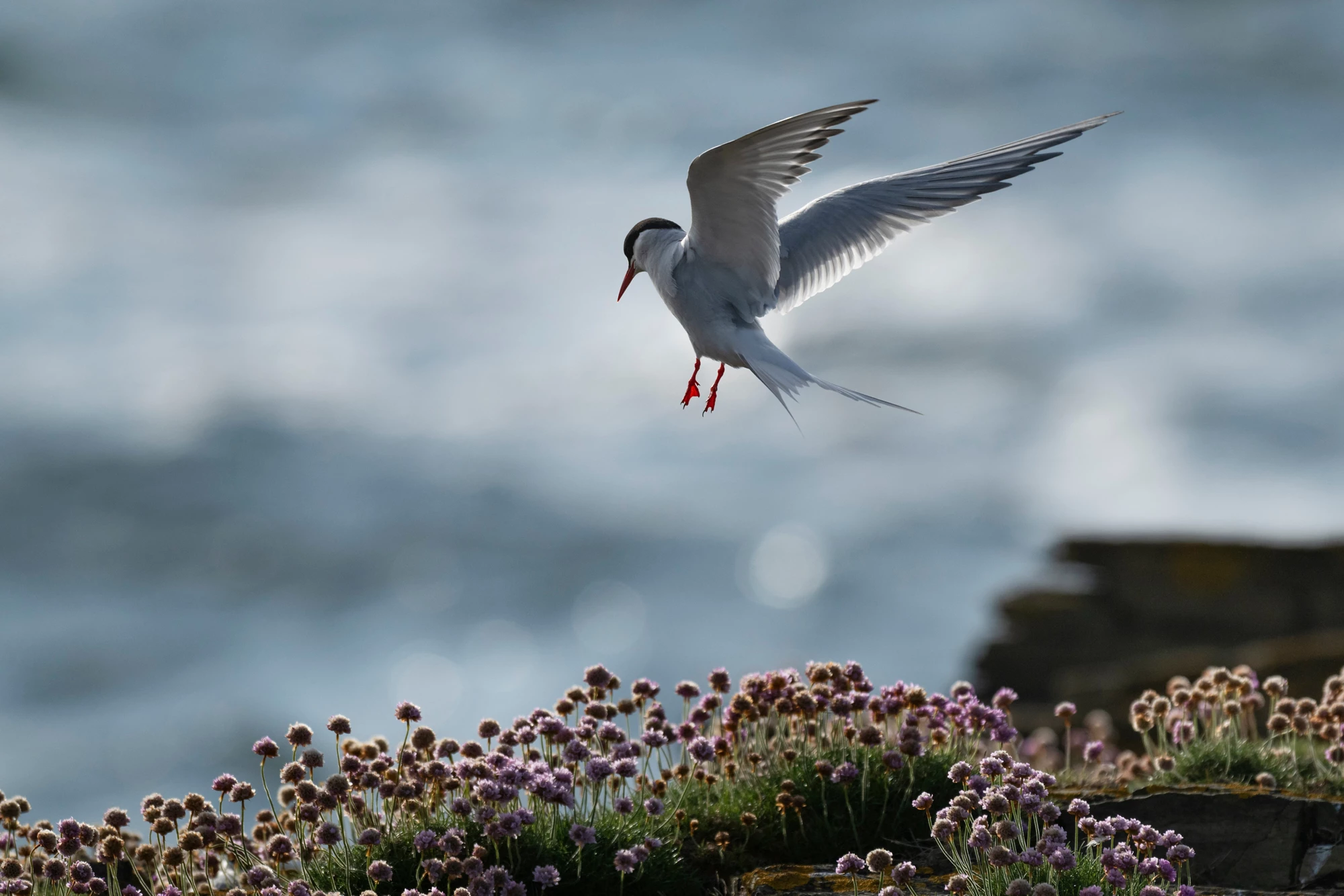 Arctic Tern (Sterna paradisaea) lands at nesting area, Orkney, Scotland
