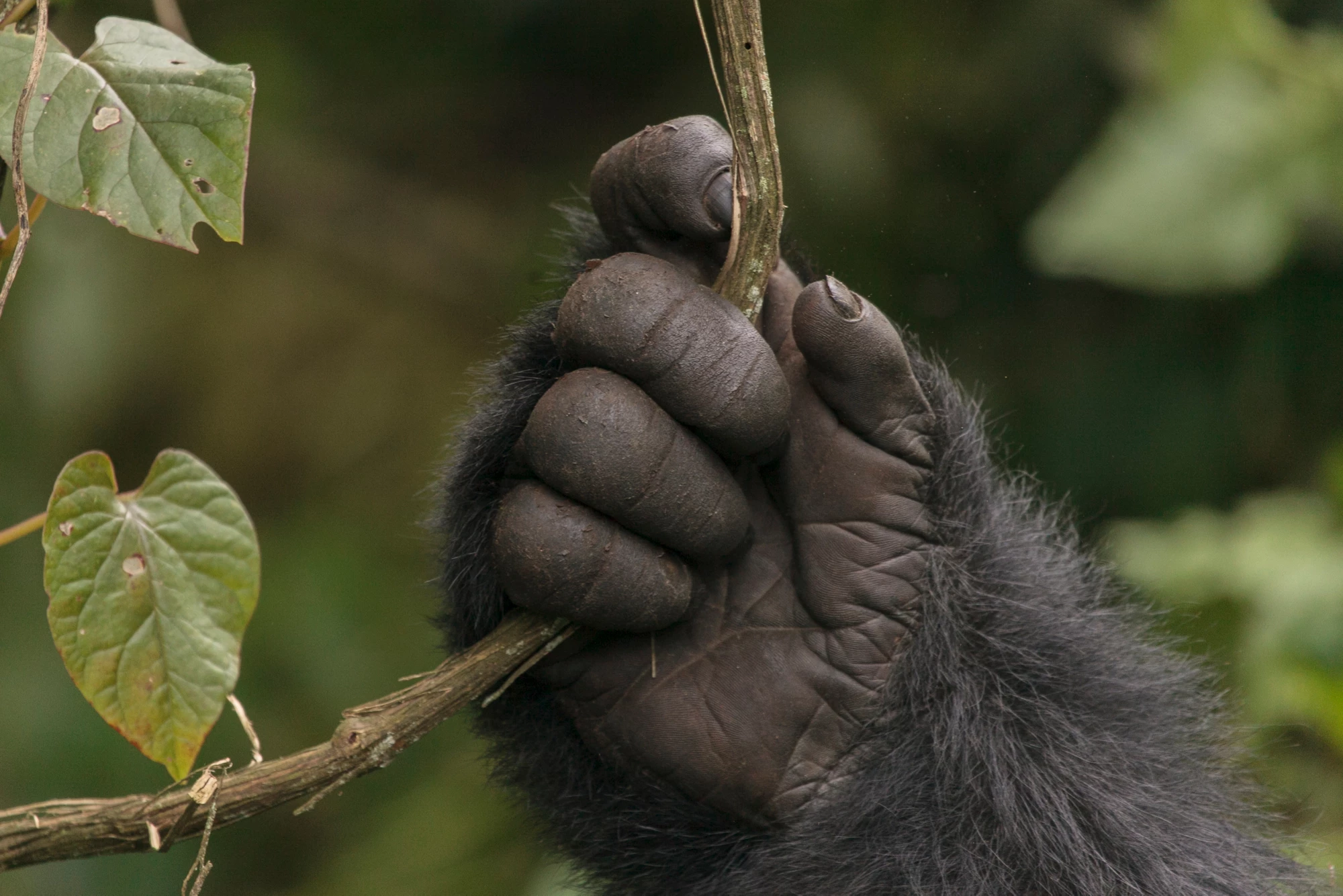 Impact Evaluation Support to Protected Area System - Q&A
