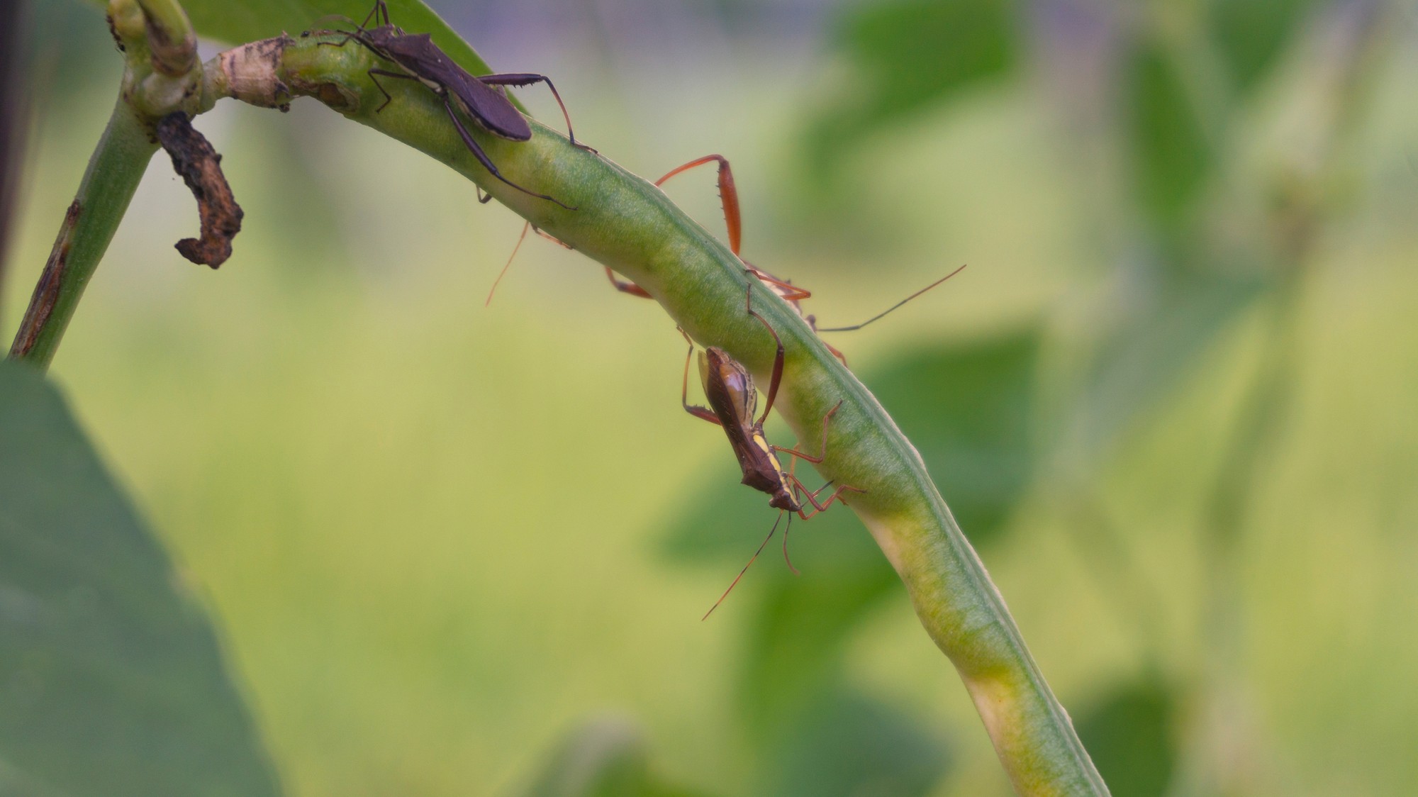 Intimate close-up of two assassin bugs engaging in mating on a vibrant green plant stem, set against a soft-focus natural background, highlighting intricate insect behavior and the delicate balance of