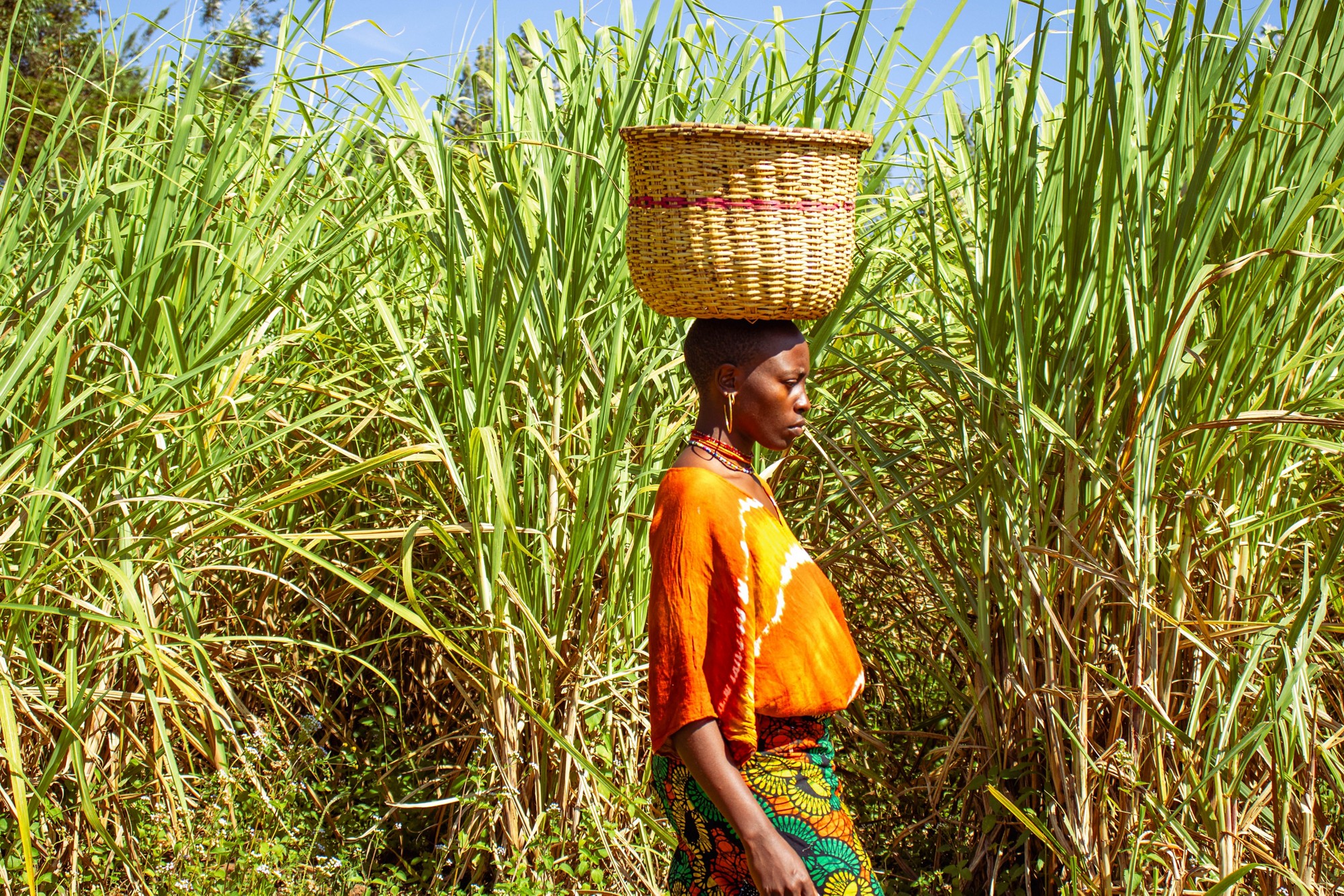 A young African woman carrying a basket on her head while walking across a sugarcane plantation 