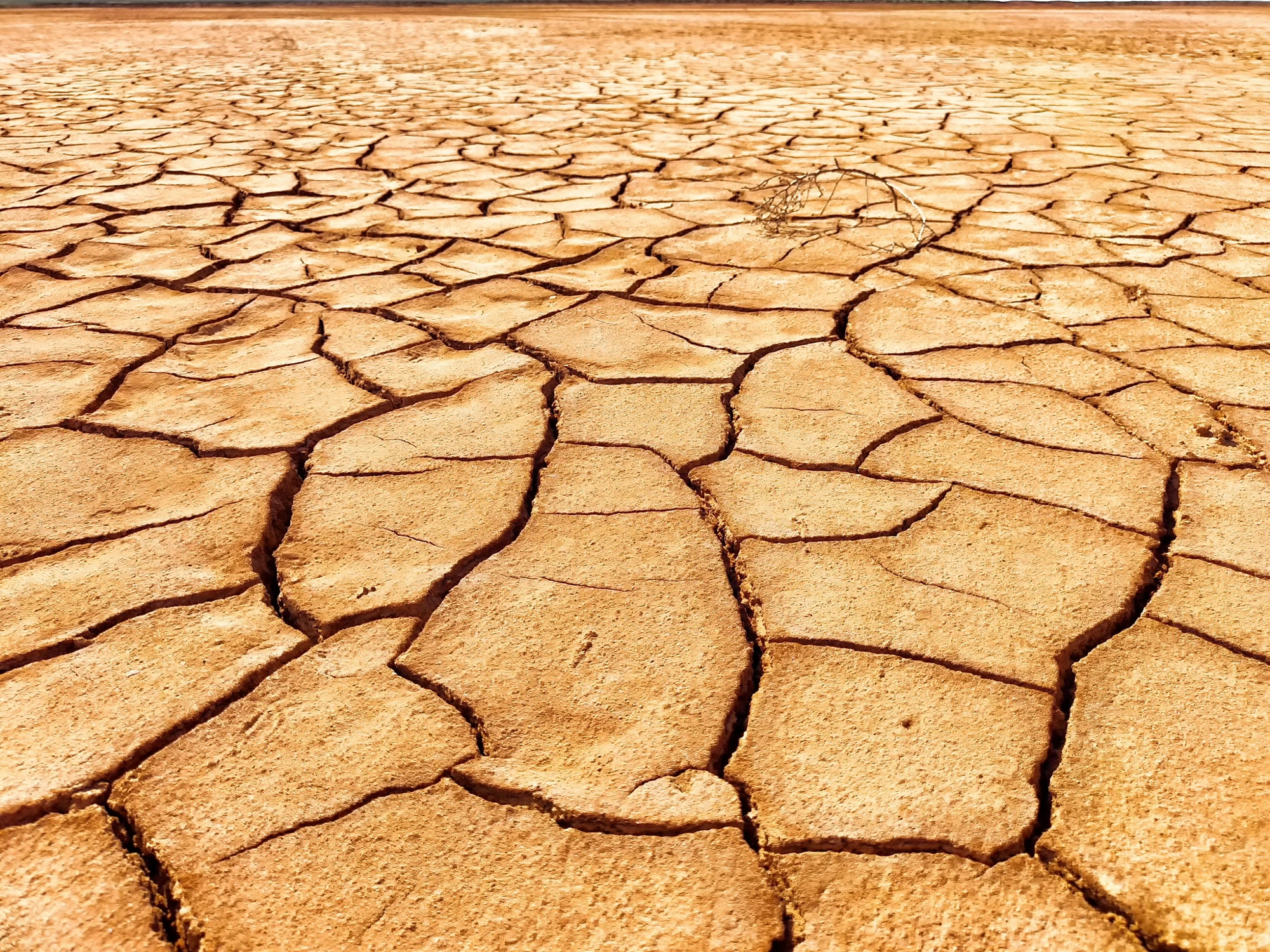 Parched soil exhibits deep cracks indicating severe drought conditions in a sunbaked landscape.