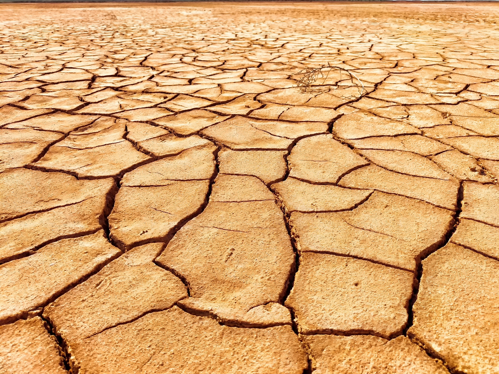Parched soil exhibits deep cracks indicating severe drought conditions in a sunbaked landscape.