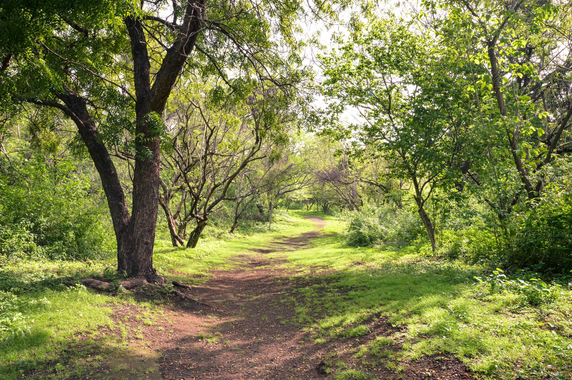 Shaded path under the lush green trees in the park within Leon Viejo - ruins of the old city of Leon, Nicaragua. The city was abandoned after the quakes and Momtombo eruption in the 17th century. Unesco world heritage site