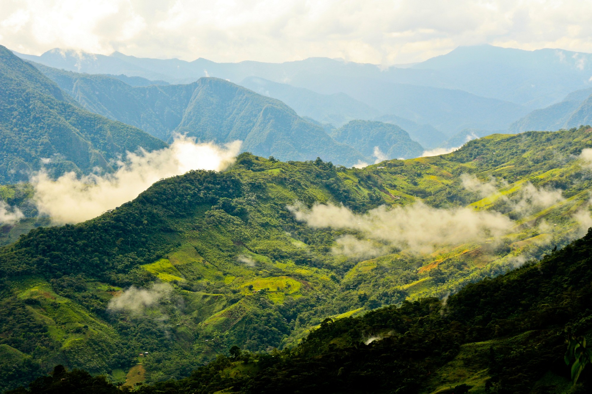 Regenwald in Peru